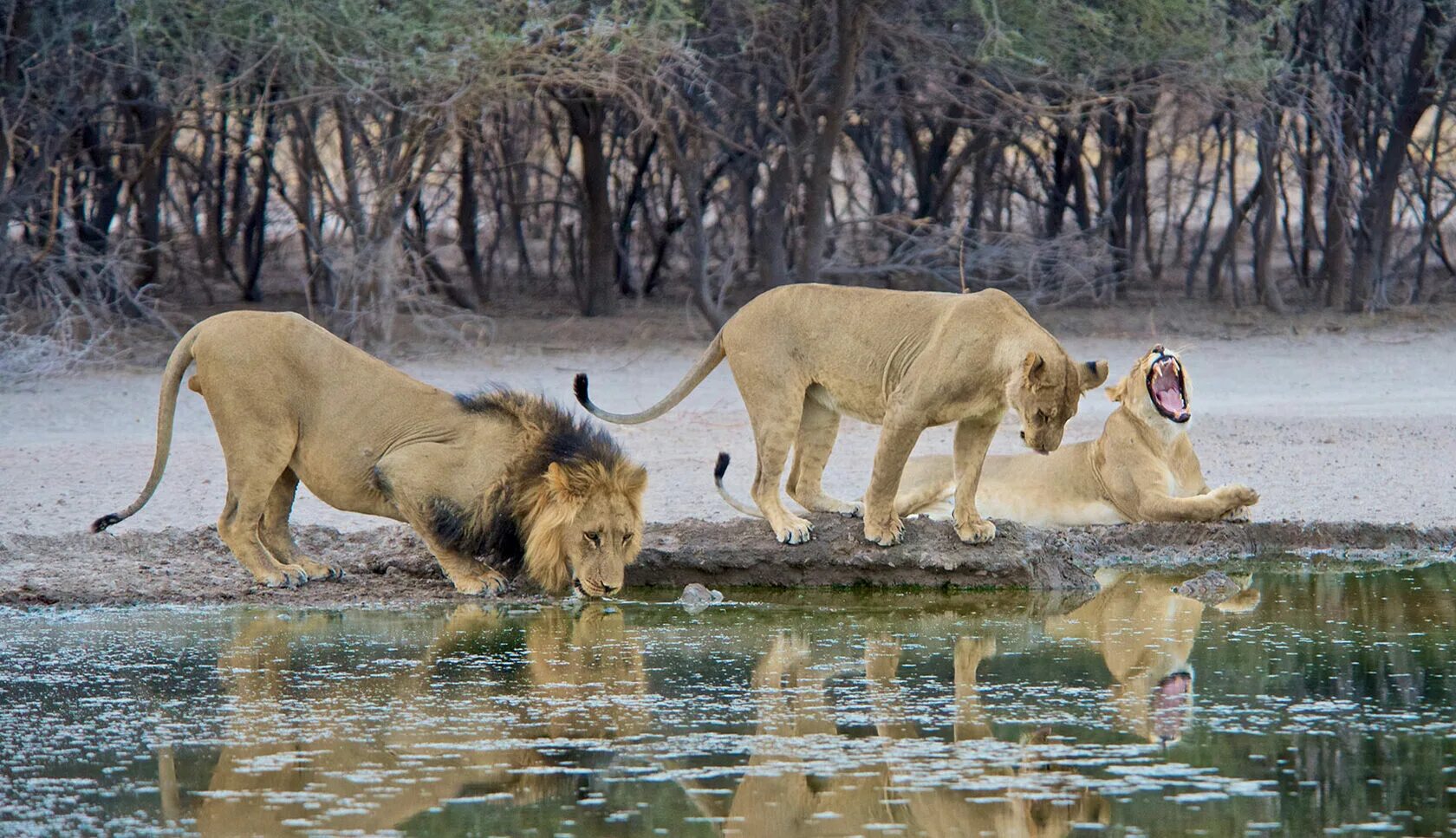 The okavango delta in botswana. Match 8 interesting wildlife. Уникальные кадры природы. Match 8 interesting wildlife. Match 8 interesting wildlife.