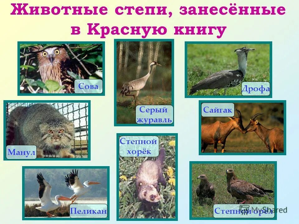 Животные степной зоны занесенные в красную книгу
