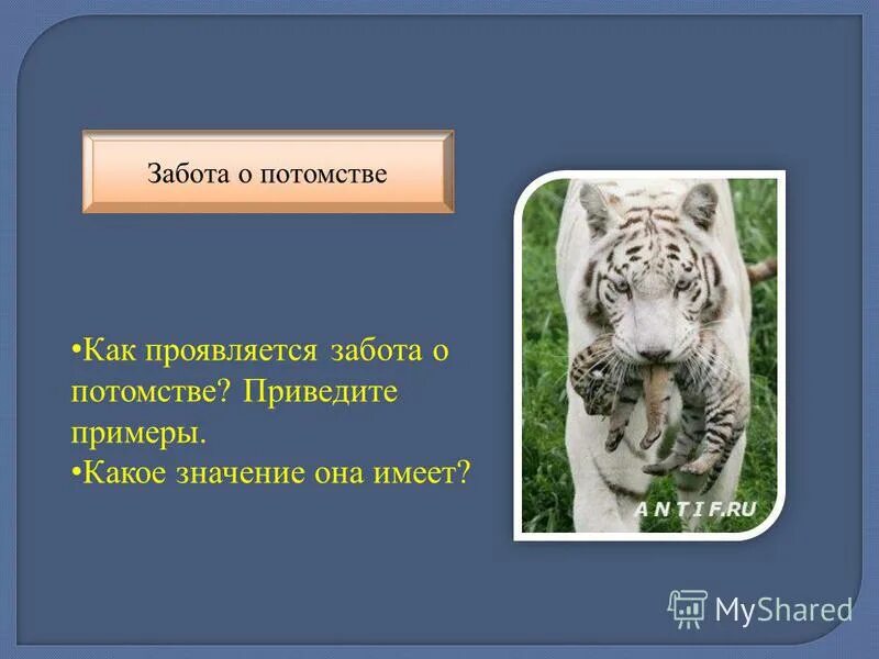 В чем выражается забота родителей о потомстве. Как проявляется забота у животных. Как животные заботятся о потомстве приведи примеры.