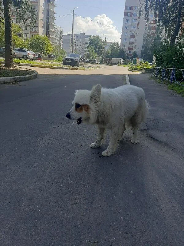 потеряшки брянская область