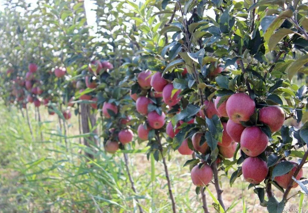 Плодовые деревья волгоградской области