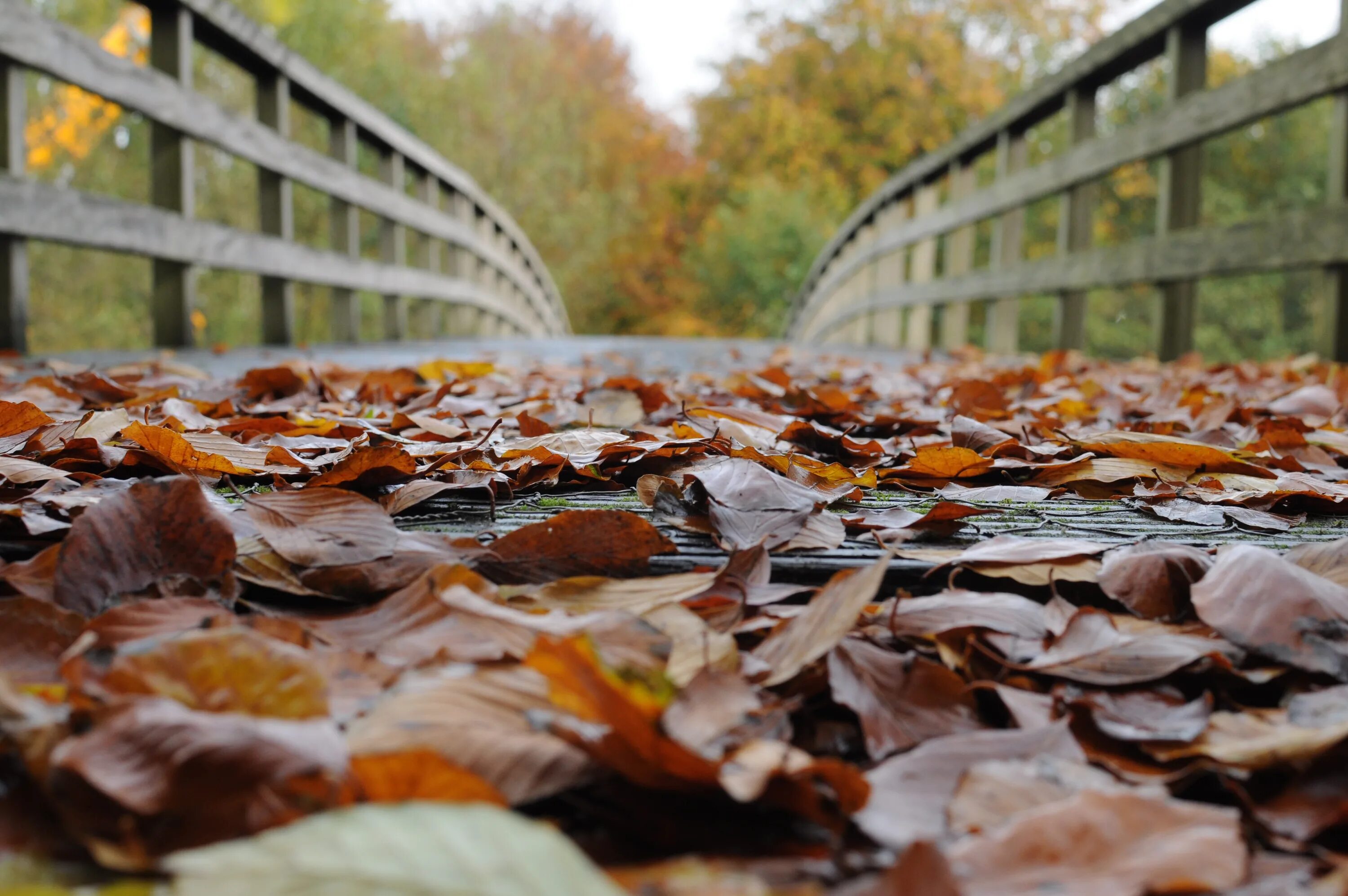 Настроение осень картинки. Осеннее настроение. Осень мостик листья. Листья на мостовой. Мостовая осень, листья.