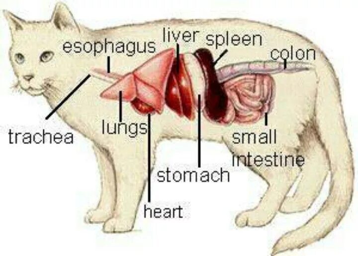 Cat organ. Анатомия кошки. Внутренние органы кошки. Анатомия кошки органы.