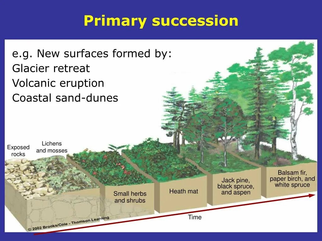 Сукцессия после пожара. Primary succession. Первичная сукцессия. Succession для презентации.