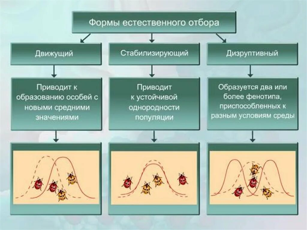 Существуют виды отбора
