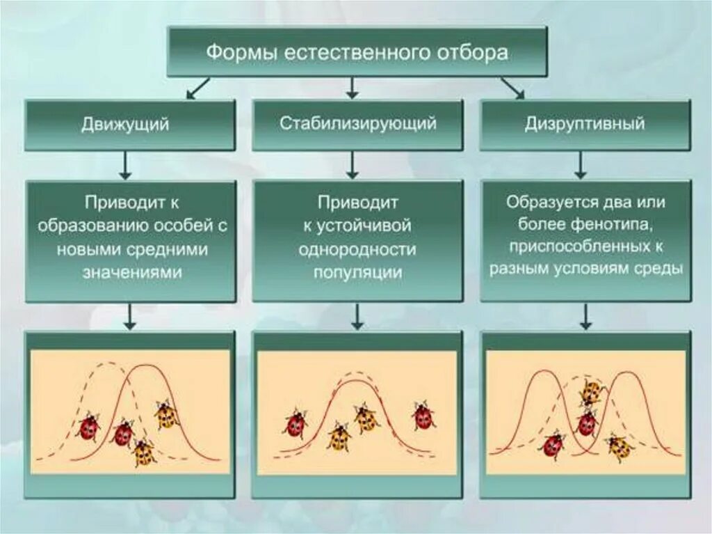 Формы естественного отбора биология 9 класс. Схема формы естественного отбора биология. Виды естественного отбора кратко.