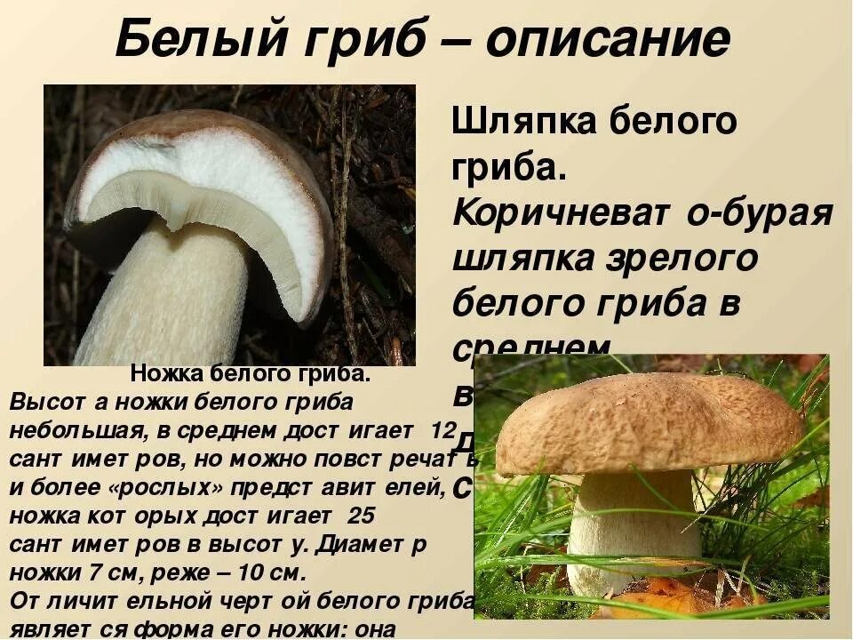 Ядовит, не ядовит?" 2020, Ярославский район - дата и место проведения, программа