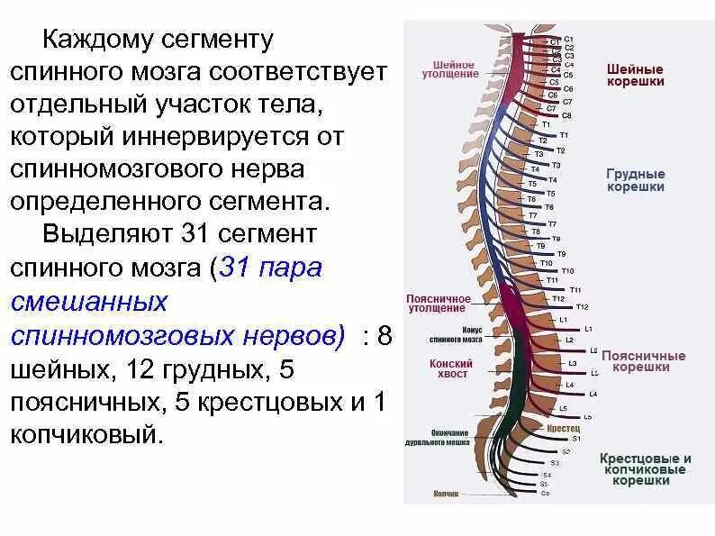 В шейном отделе спинного мозга сегментов. Шейное утолщение спинного мозга сегменты. Сегменты нервных Корешков. Анатомия Корешков спинного мозга поясничного отдела. 31 Пара передних Корешков спинномозговых нервов.