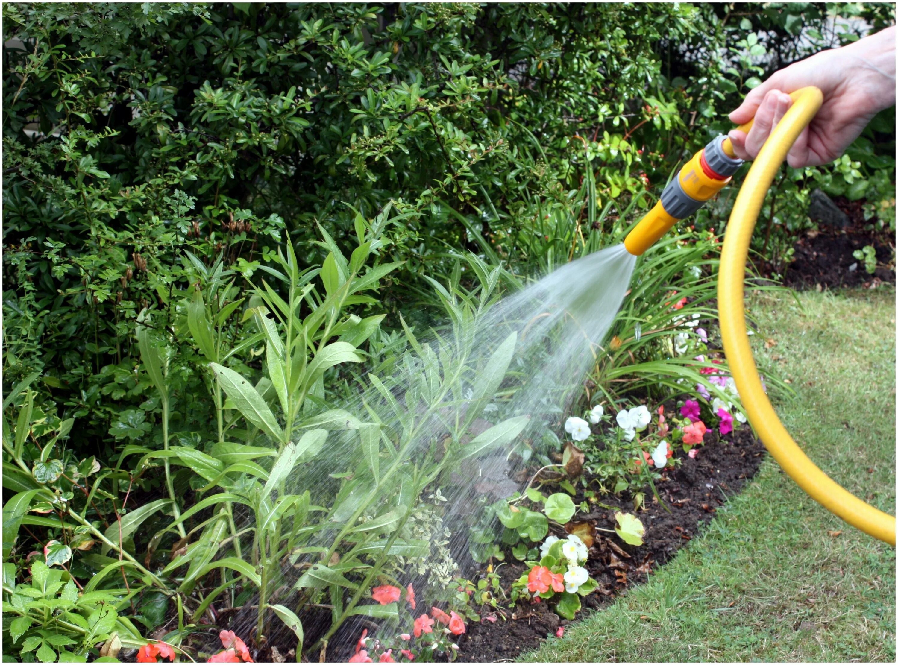 Как полить бывшего. Полив комнатных растений. Шланг для огорода. Поливка огорода. Как полить бывшего.