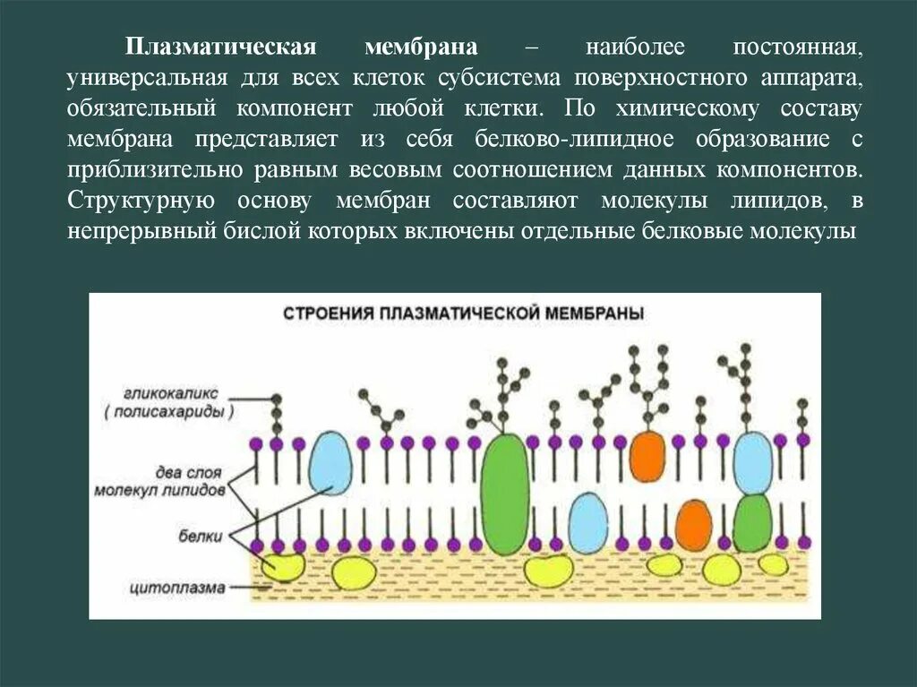 Структурный компонент мембраны клетки. Строение плазматической мембраны белки. Основные структурные компоненты клетки плазматическая мембрана. Плазматическая мембрана плазмалемма. Клеточная плазматическая мембрана функции.