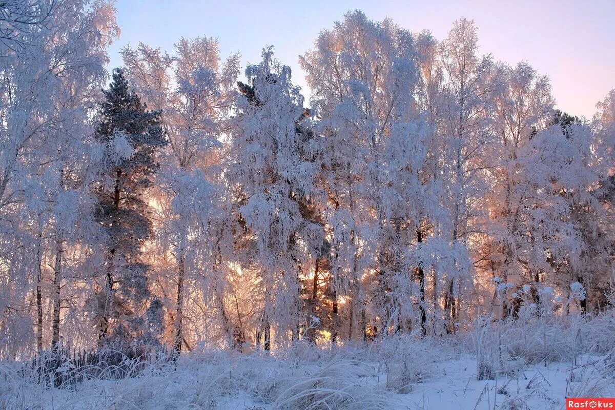 Тютчев лес. Тютчев Чародейкою зимою околдован лес. Тютчев околдованный зимой очарован лес. Чародейкою зимой. Зимний пейзаж Тютчев.