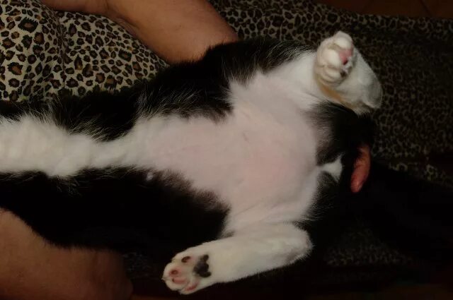 Живот котенка