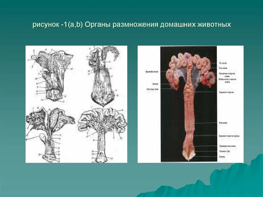 Система органов размножения животных. Органы размножения самок сельскохозяйственных животных. Органы размножения простейших. Видовые особенности половых органов животных. Женские половые органы животных