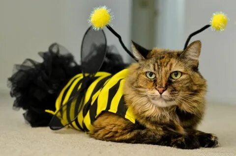 Кошка пчела