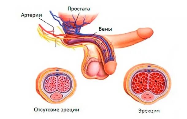 Половому Члену