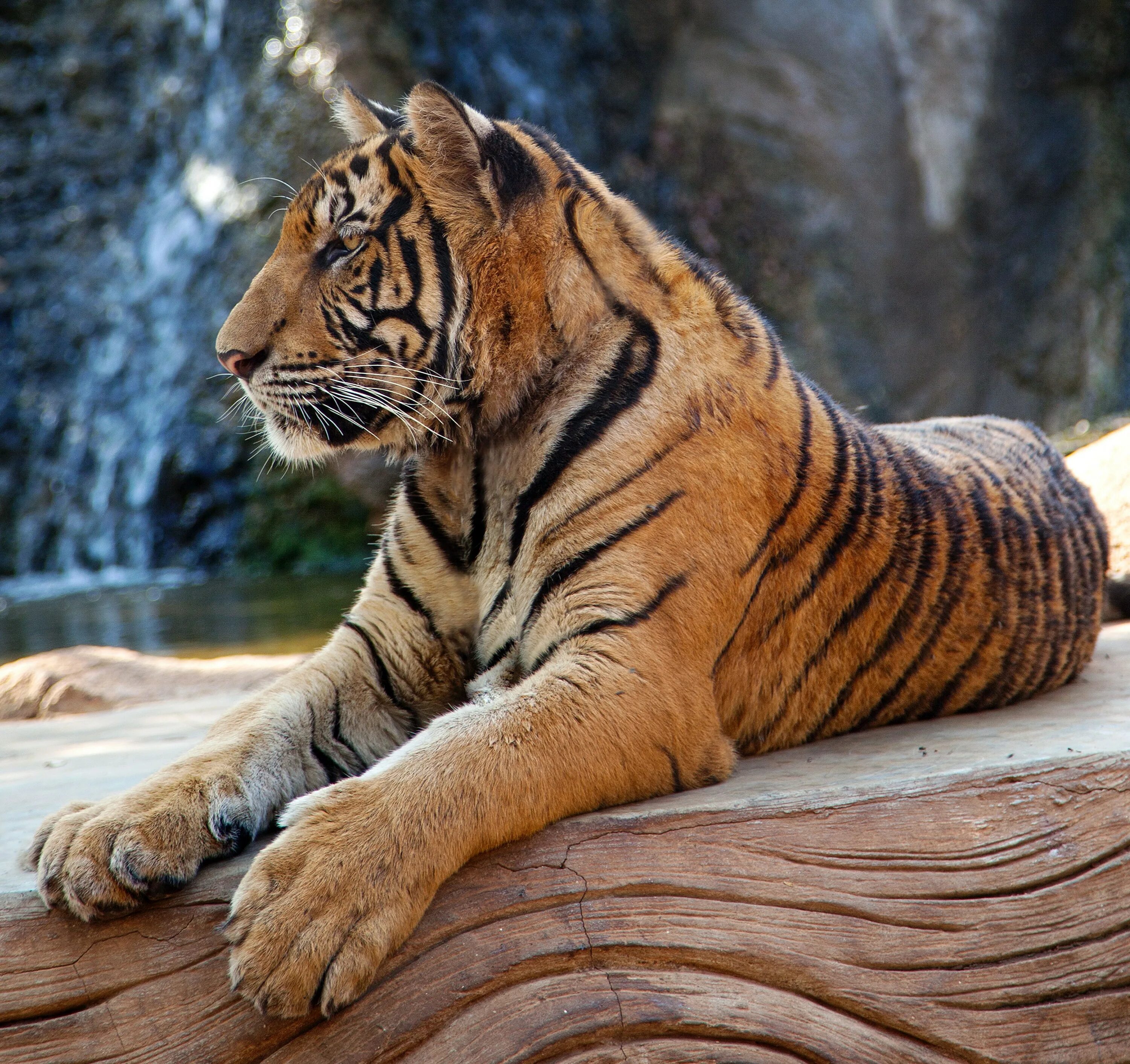 Лапка тигра. Тигр Львович. Лапа тигра сбоку. Тигр лежит. Тигрица.