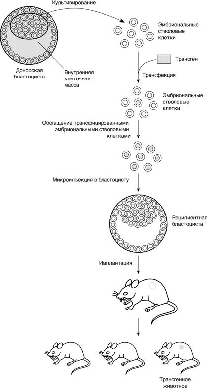 Схема культивирование стволовых клеток это. Метод эмбриональных стволовых клеток. Получение эмбриональных стволовых клеток схема.