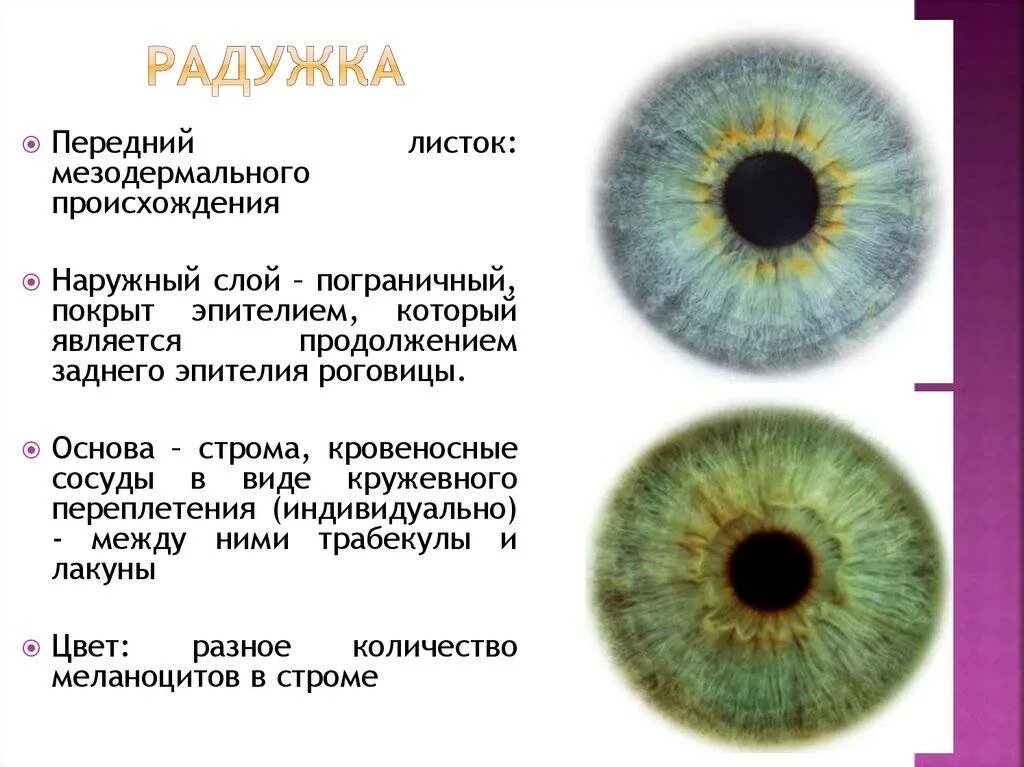 Какую функцию выполняет зрачок глаза преобразует энергию. Радужка и зрачок анатомия. Радужка глаза строение. Радужка глаза строение и функции. Строение Радужки глазного яблока.