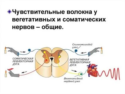 Соматическая и вегетативная нервная система