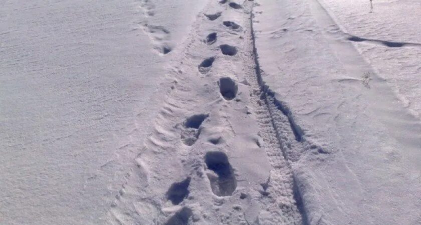 След город. Дорожка в снегу. Дорожка следов на снегу. Следы на тропинке. Следы от валенок на снегу.