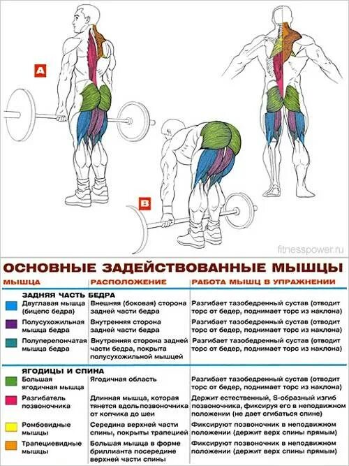 Тяга какие мышцы работают. Румынская тяга мышцы задействованы. Упражнения для набирания мышечной массы ног. Румынская тяга упражнение на мышцы. Румынская тяга на ягодичные мышцы.