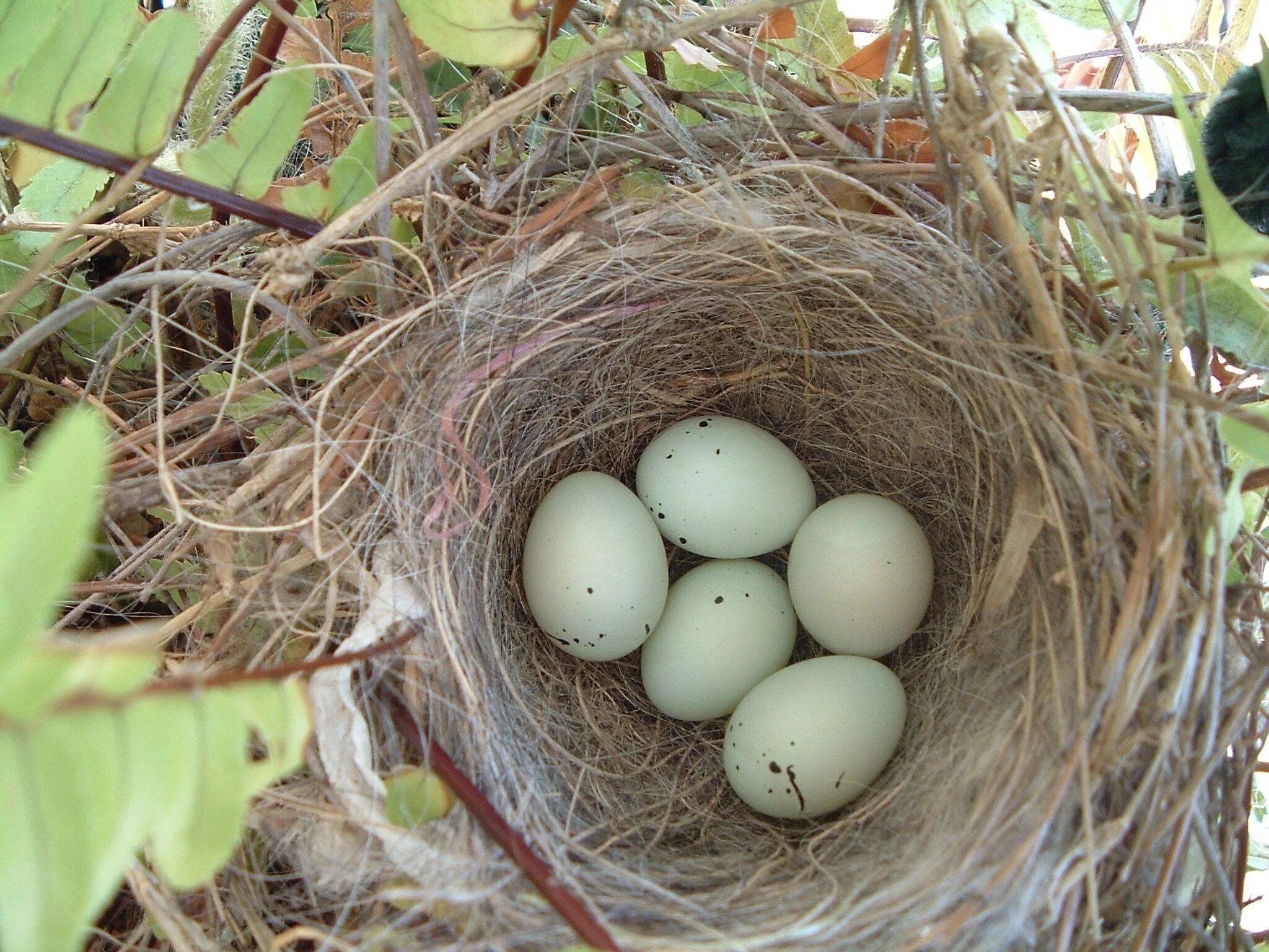 Гнездо Авгурея. Остара гнездо. Сарыч гнездо яйцо. Воробьинообразные гнезда. Bird яйца