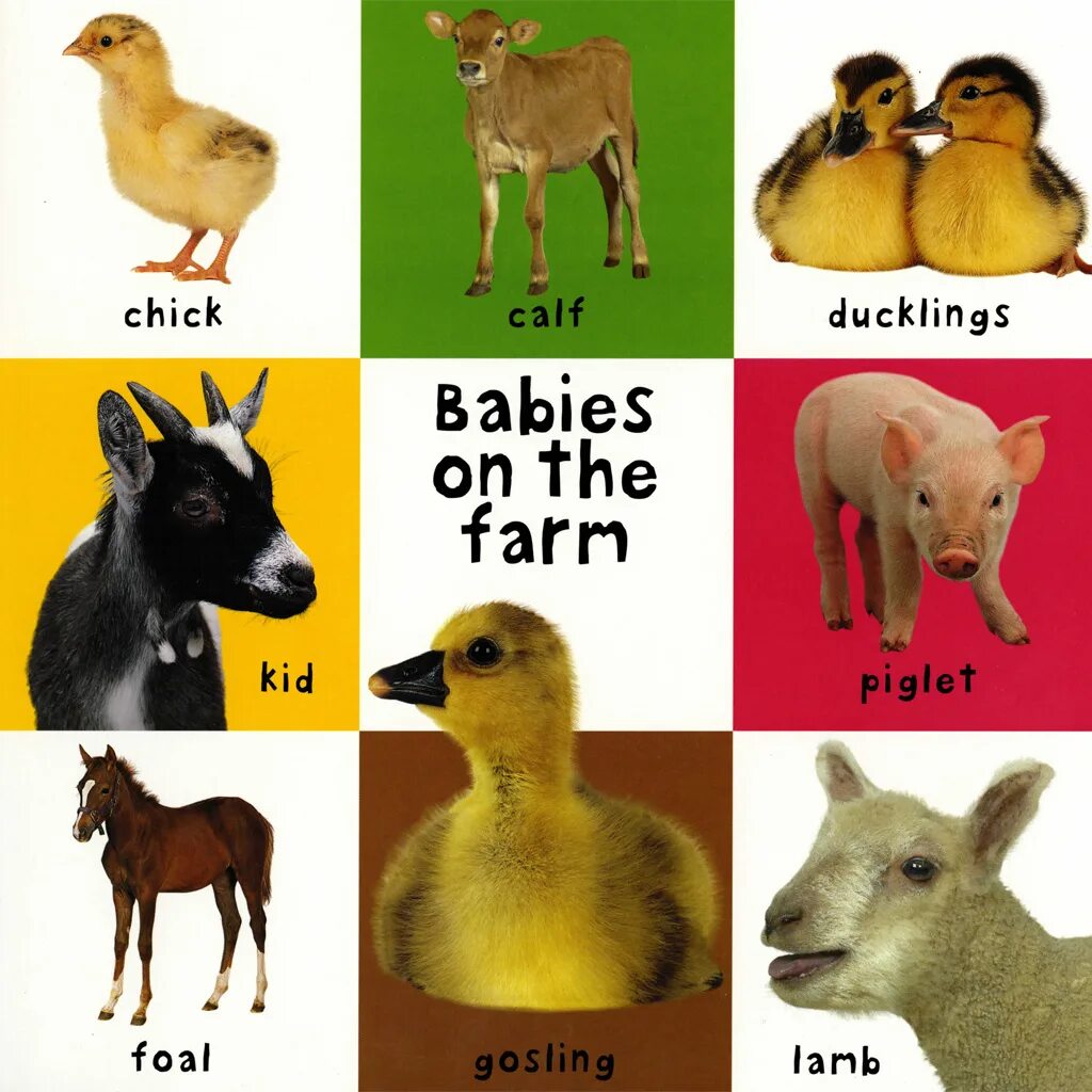 Книга animals animals. First 100 animals book. Книга домашние животные. The animal book. Книга Baby animals.