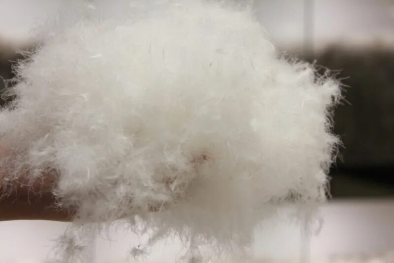 Чертополох одуванчик. Тополиный пух нельзя поджигать. Мытье шерсти. Пух растение. Винни пух валяние.