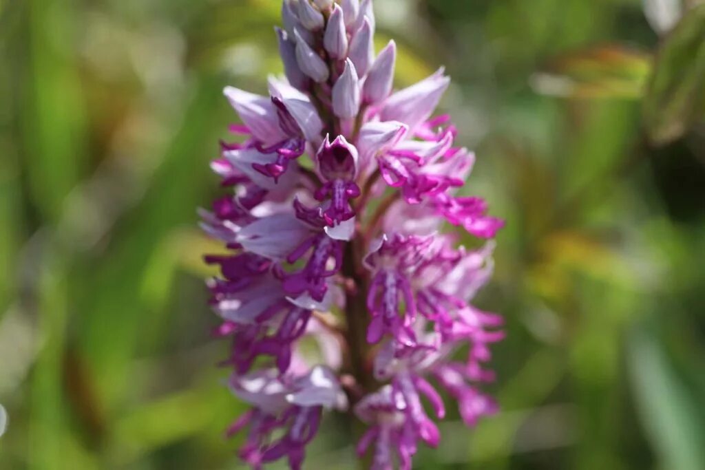 Ятрышник фото. Ятрышник шлемоносный. Ятрышник шлемоносный (Orchis militaris),. Орхидея ятрышник шлемоносный. Ятрышник шлемовидный (Orchis militaris l.).