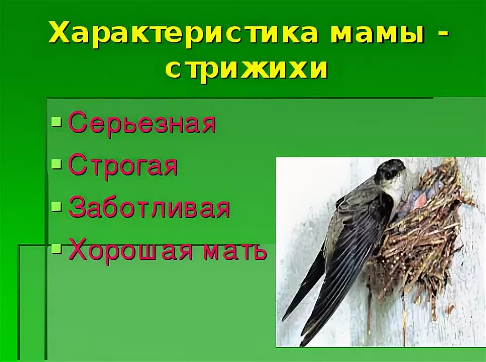 Проверочная работа по стрижонку скрипу 4 класс. Характеристика стрижонка скрипа. Астафьев Стрижонок скрип 4 класс. Стрижонок скрип презентация 4. Стрижонок скрип презентация.