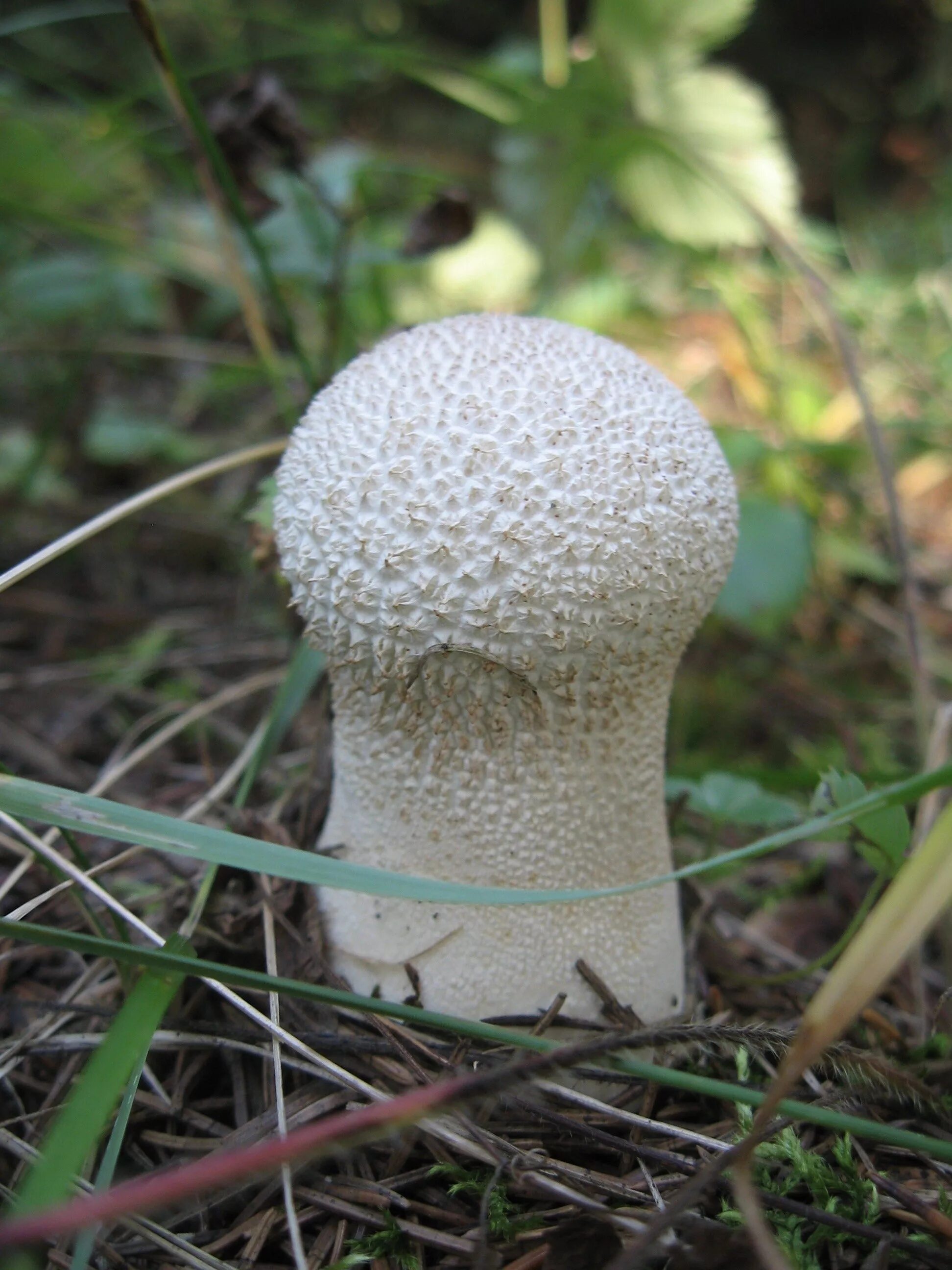 дождевик (род грибов) луговой. гриб пороховик. гриб дождевик головач гигантский. дождевик (род грибов) агариковые. дождевик белый гриб.