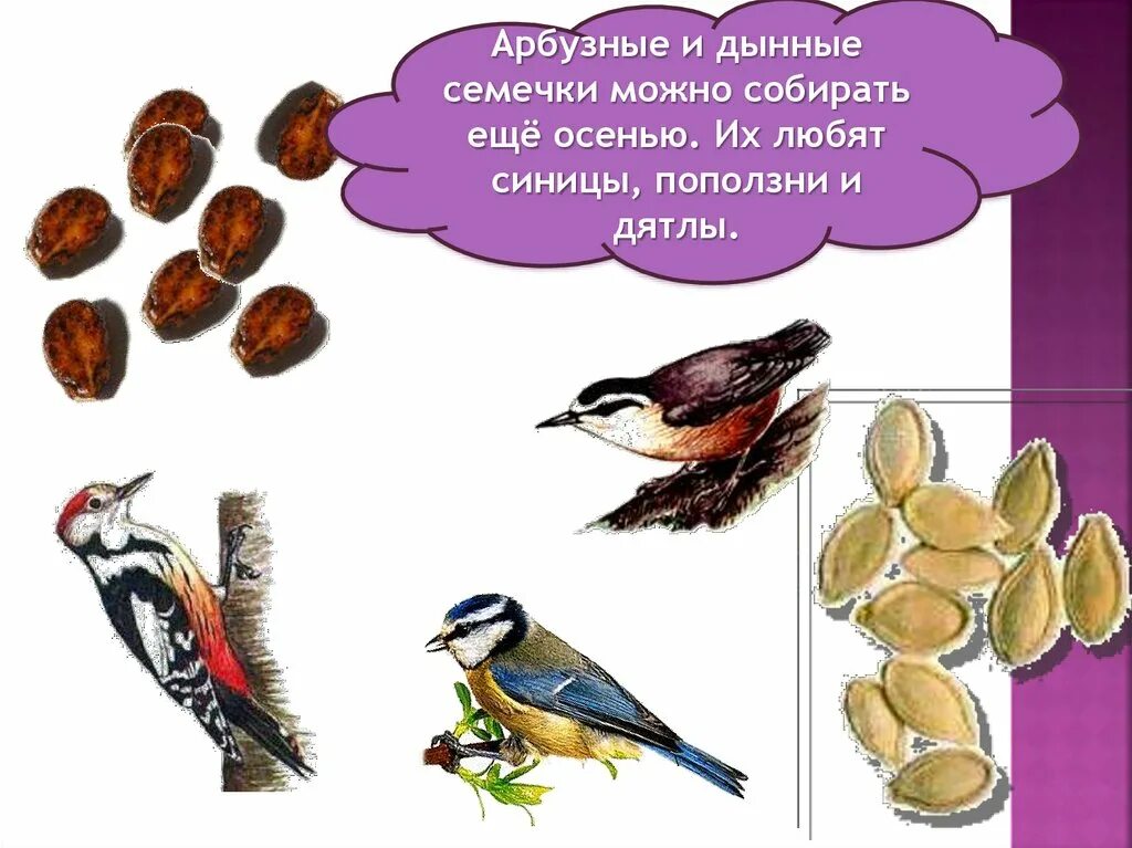 Кормить птиц арбузными семечками. Чем нельзя кормить зимующих птиц. Чем нельзя кормить птиц. Кормить птиц арбузными семечками. Семена для зимующих птиц.