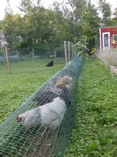 Курица перелетает через забор что делать