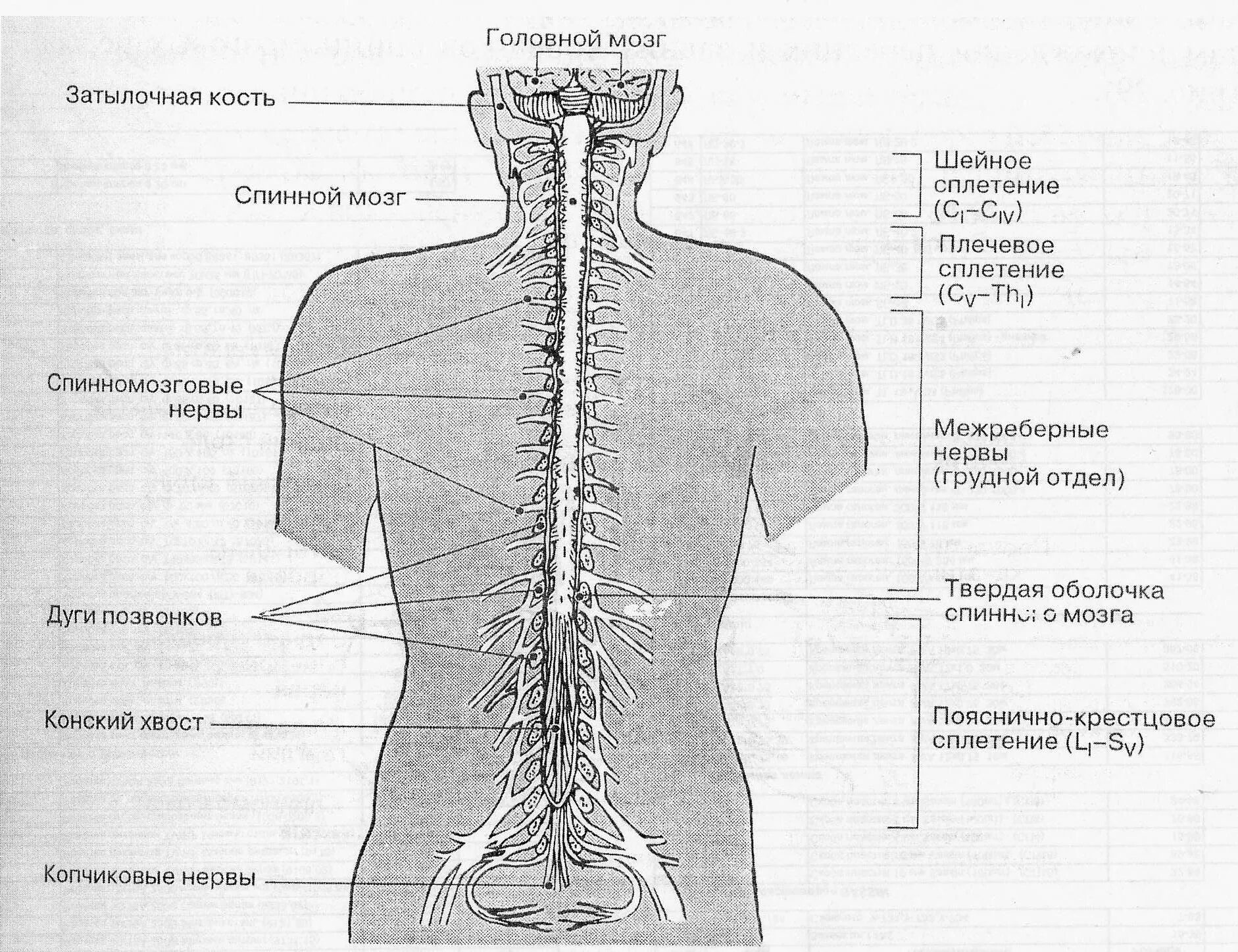 Поясница схема. Спинной мозг шейный отдел анатомия. Спинномозговые нервы анатомия человека рисунок. Внешнее строение спинного мозга и спинномозговые нервы. Шейный отдел спинного мозга схема.