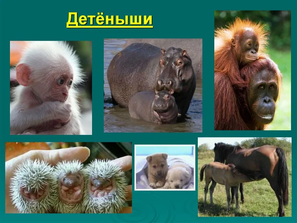 Не млекопитающие животные. 5 млекопитающих животных. класс звери. необычные домашние животные презентация. класс млекопитающие фото.