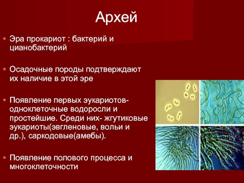 Цианобактерии фотосинтезирующие микроорганизмы. Бактерии и цианобактерии. Фотосинтезирующие цианобактерии 5 класс. Цианобактерии органеллы. Строение клетки цианобактерий.