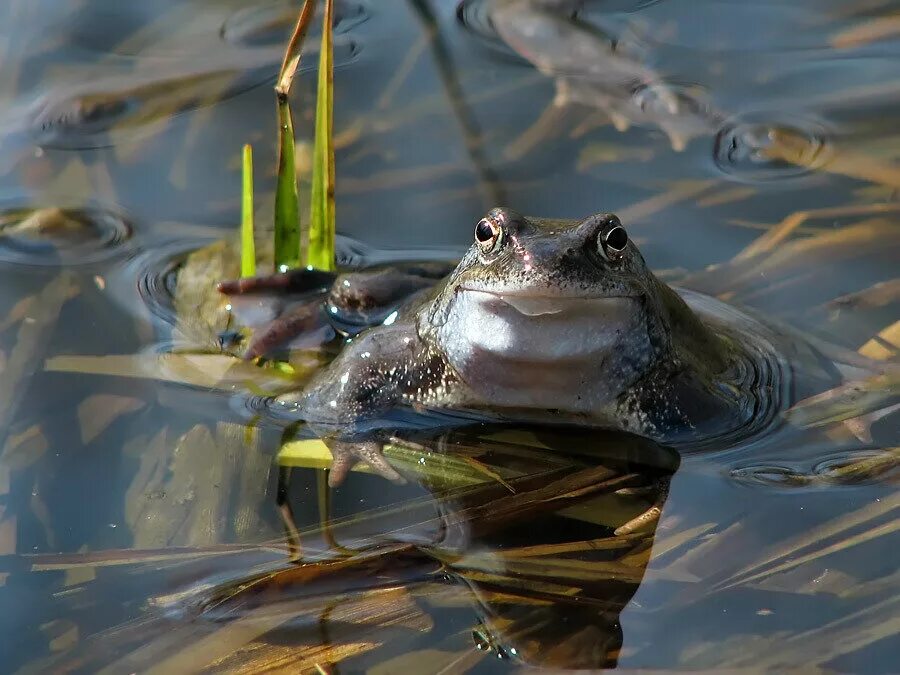 Добыча лягушек. Икра Озерной лягушки. Что откладывают лягушки. Земноводные откладывают икру. Лягушка откладывает икру.