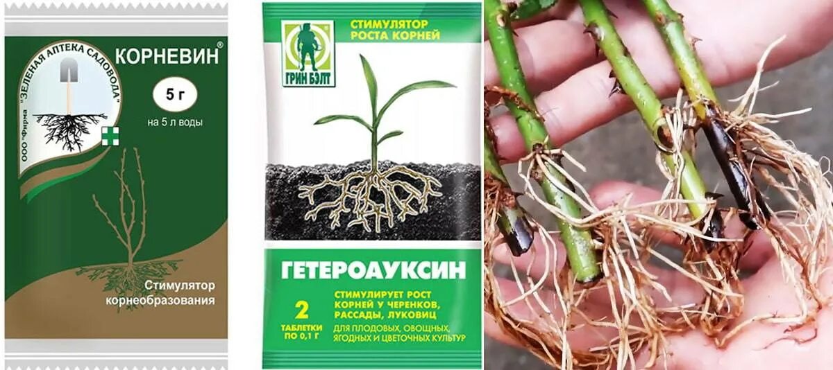 Самые лучшие условия для корнеобразования. Алоэ вера как стимулятор роста корнеобразования.