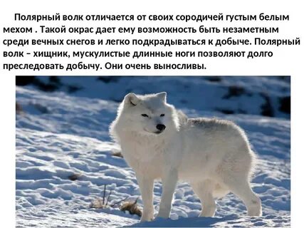 Волк 3 класс