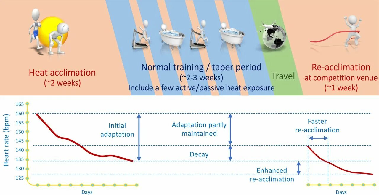 Taylor et al. Cellular adaptations. Acclimate meaning. Age Periodization in English.