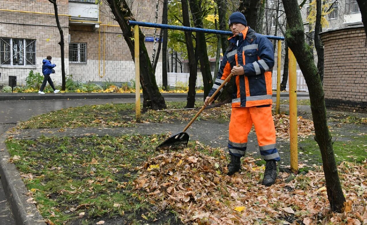 Нужно ли убирать листву. Уборка листьев. Уборка листьев в Москве. Листва во дворе. Опавшие листья во дворах.