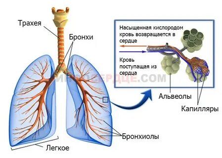 Сердце кашель одышка
