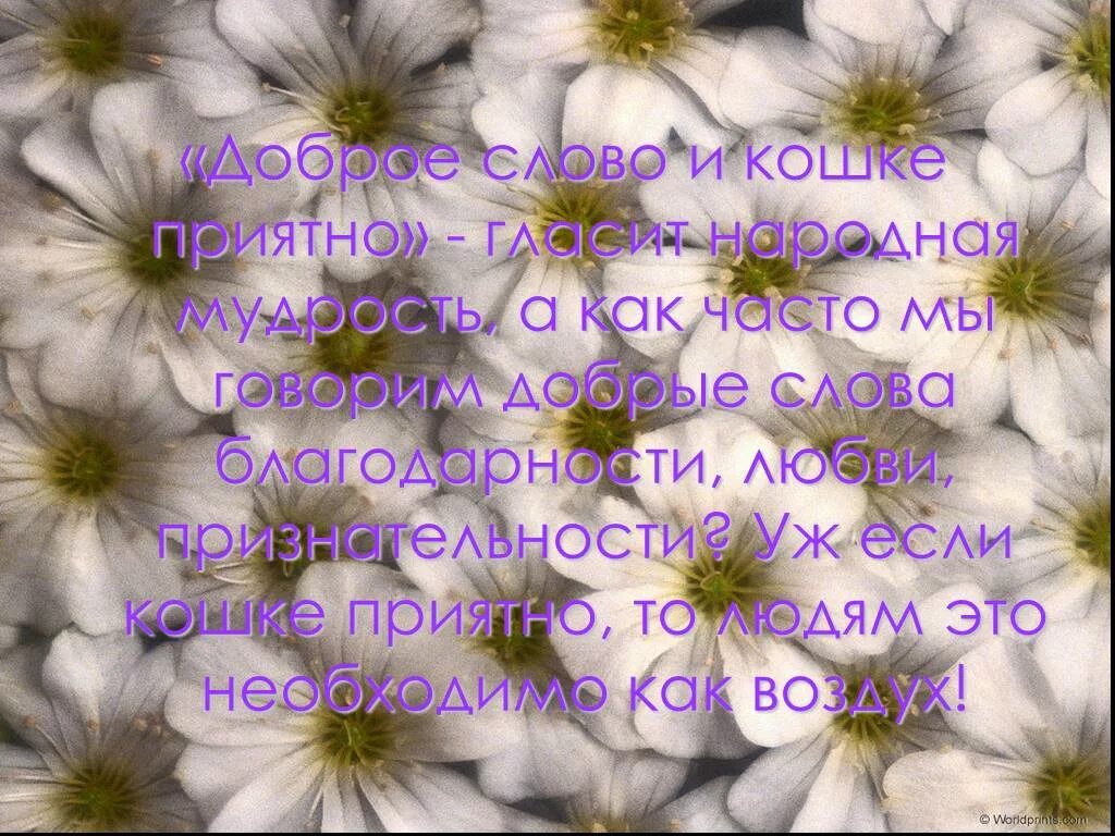 Какие слова можно написать приятных слов. Сказать доброе слово. Картинки с добрыми словами. Говорите добрые слова. Скажите добрые слова.