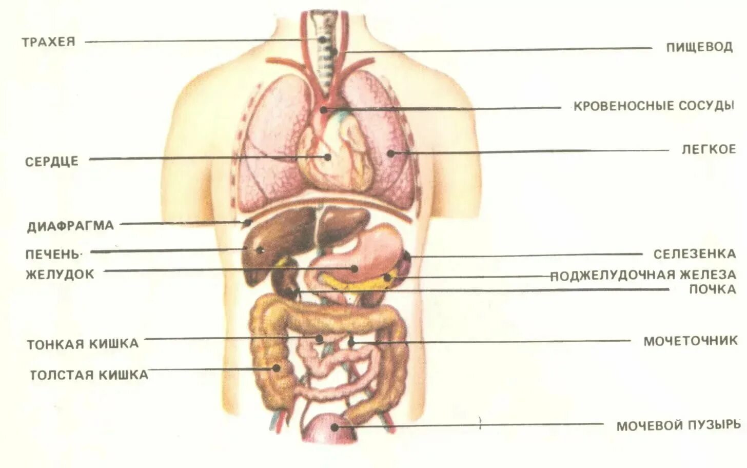 Анатомия человека с описанием органов