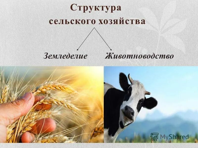 Отбор в животноводстве
