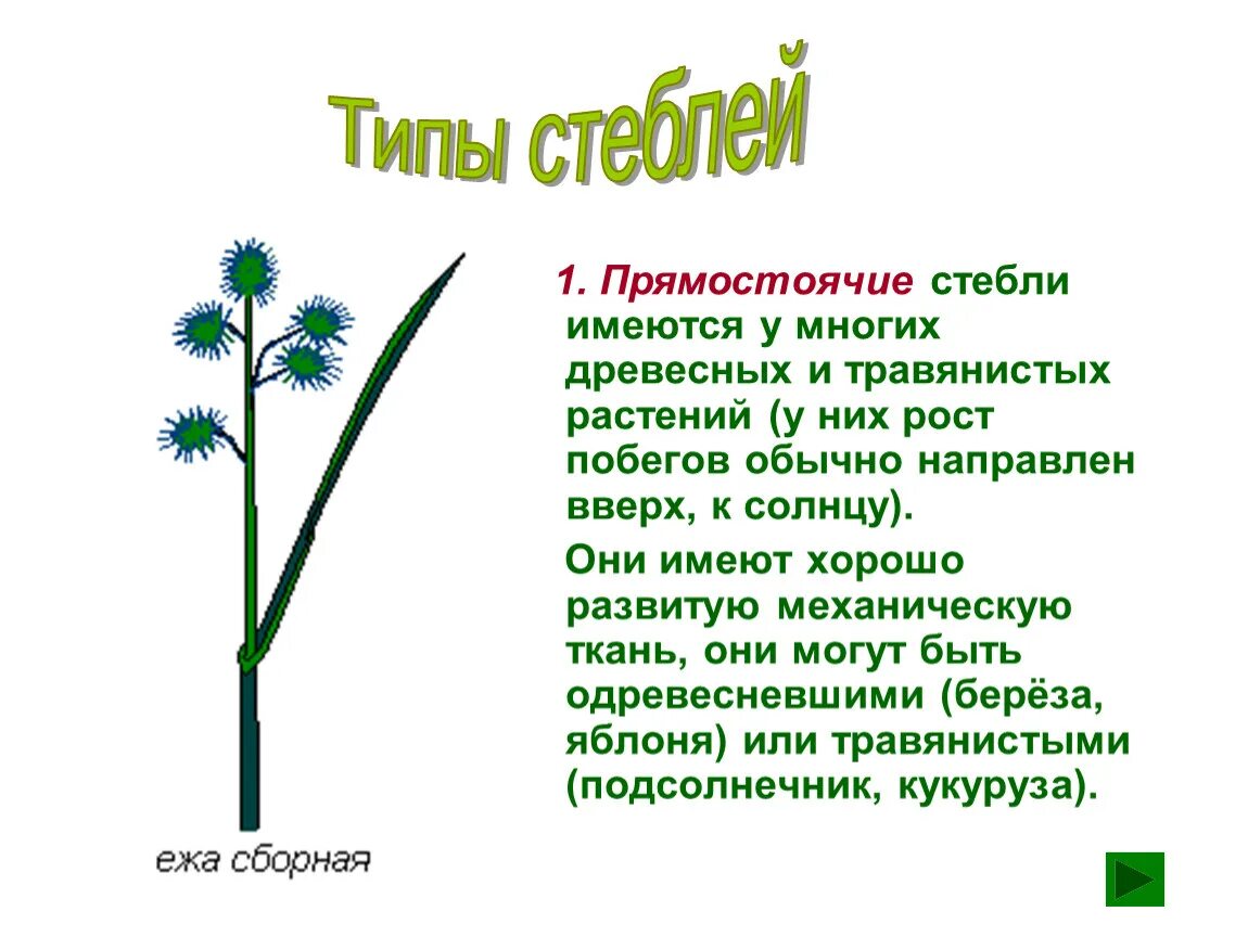Прямостоячие растения биология 6 класс. Прямостоячий стебель. Типы роста стебля. Что такое растения с прямостоящими стеблями.