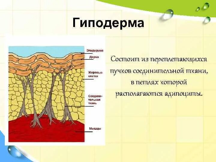 Клетчатка строение и функции. Строение кожи эпидермис дерма гиподерма. Ткани кожи дерма гиподерма. Слой кожи гиподерма строение. Гиподерма подкожная жировая клетчатка строение.