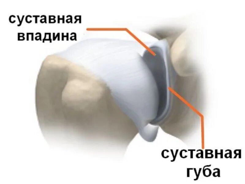 Суставная губа плечевого сустава анатомия. Фиброзно-хрящевая губа гленоида плечевого сустава. Суставная губа плечевого сустава анатомия мрт. Губа суставной впадины плечевого сустава.
