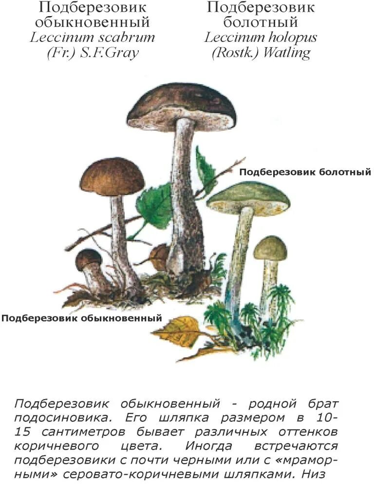 Шляпка подберезовика обыкновенного образована клетками содержащими. Шляпка подберезовика обыкновенного образована клетками содержащими