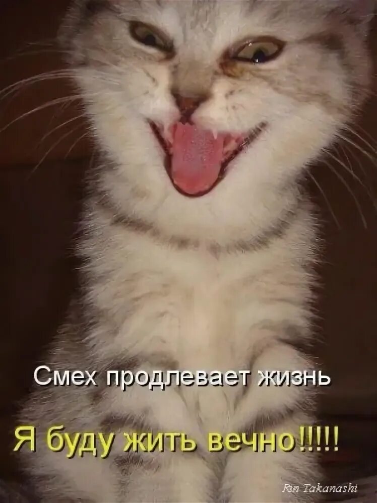 С 1 апреля поздравления прикольные. Смешные открытки. Мультяшка смеется. Открытки смех да и только. Ржу до слез.